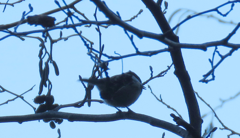 ����z�����҂̃q�K��