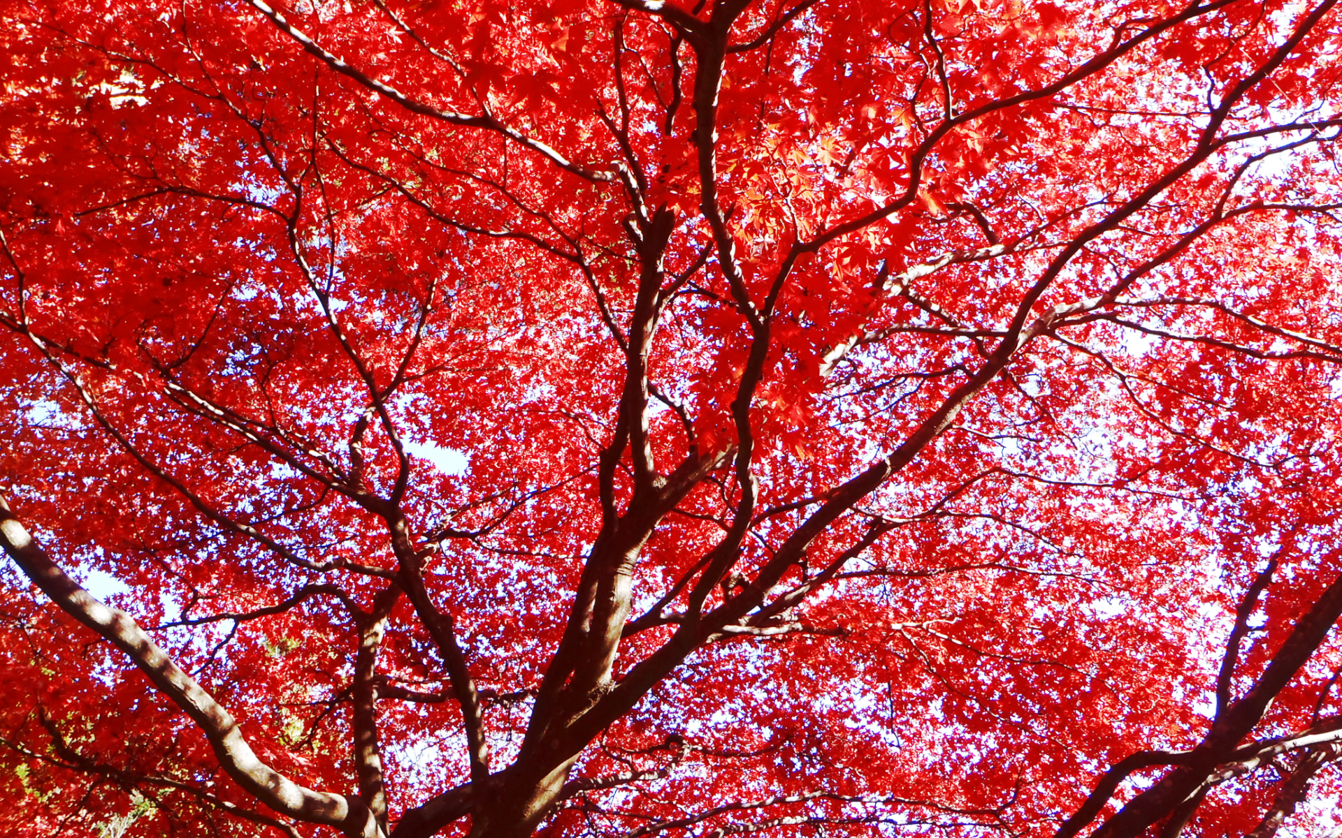 ��R�@��R���̍g�t