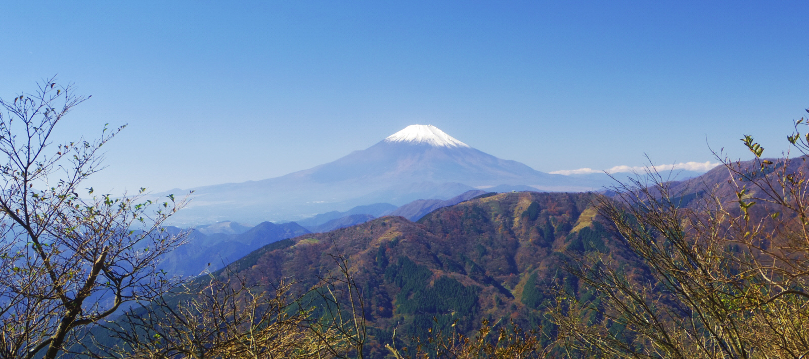 ��R��\�����ڌ䒆��������̕x�m�R