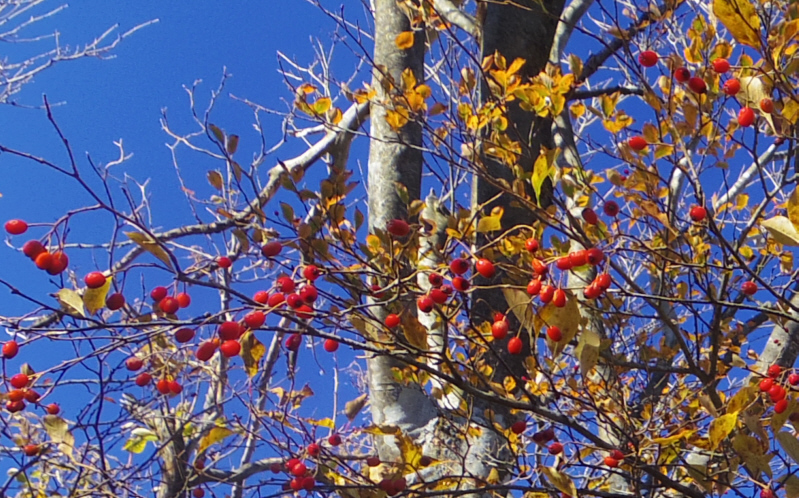 ���R���̐Ԃ����B�J�}�c�J����