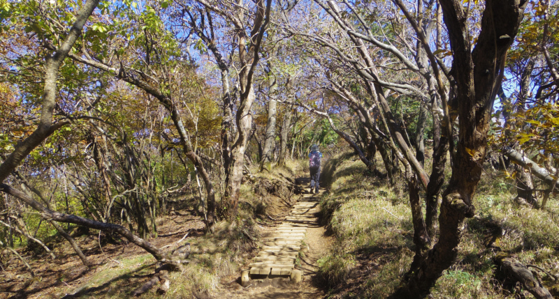 ��R����̉��R��