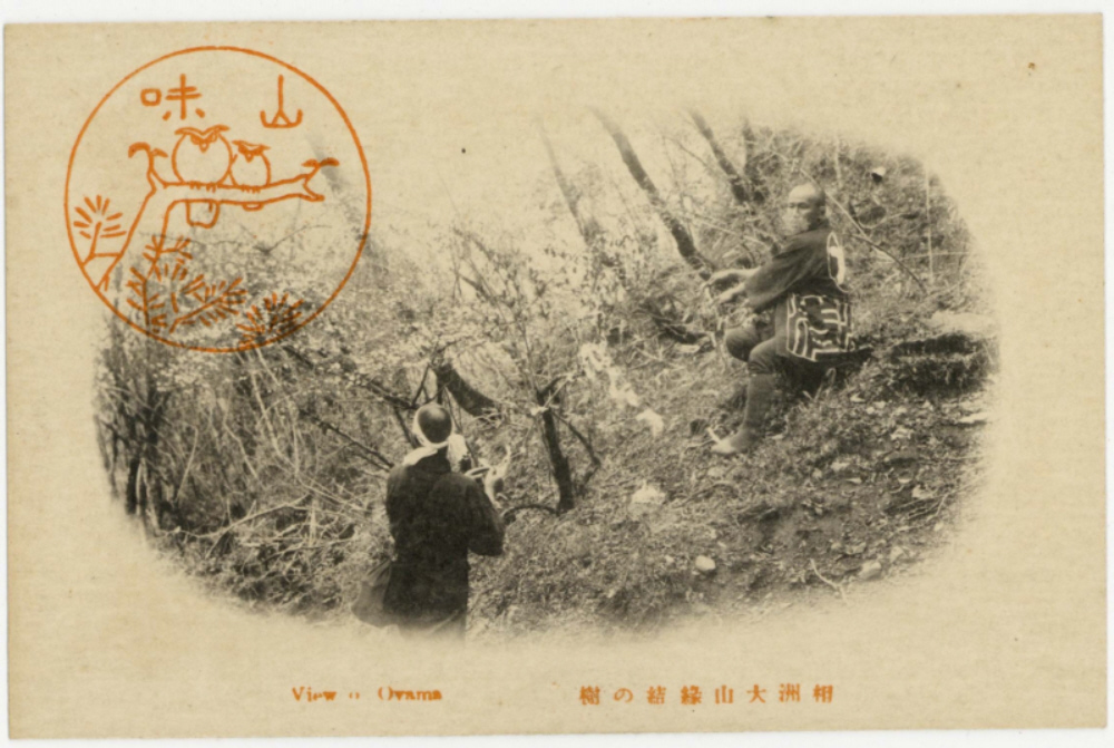 相州大山名所縁結の樹の絵葉書