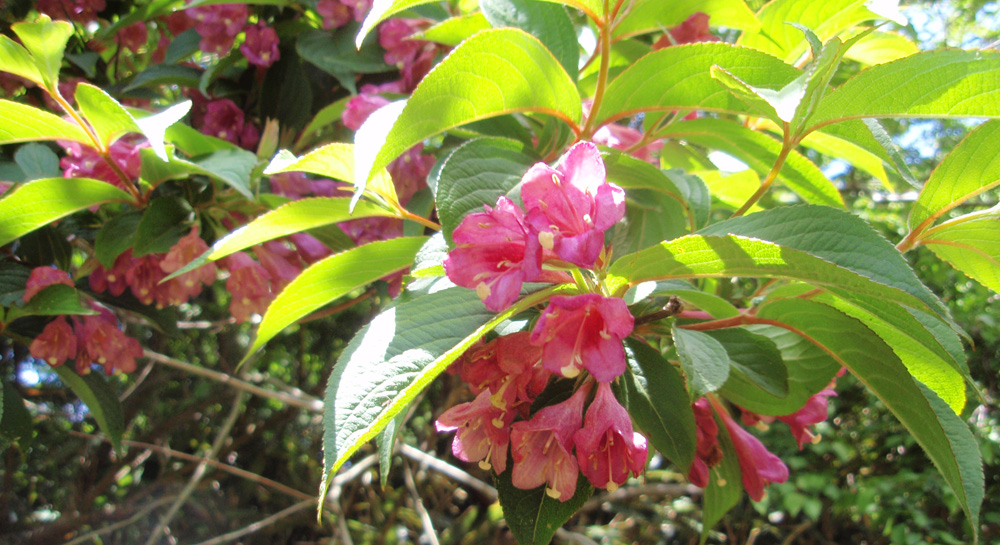 不老山のウツギ