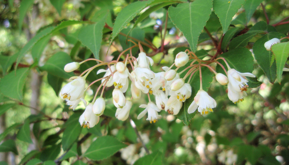 不老山のウツギ