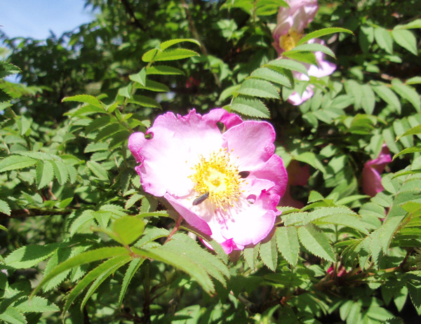 サンショウバラ