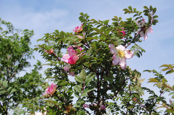 サンショウバラ