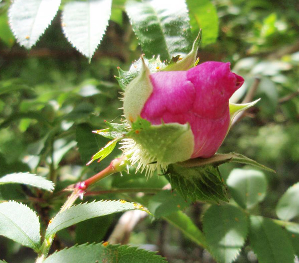 サンショウバラの赤い蕾