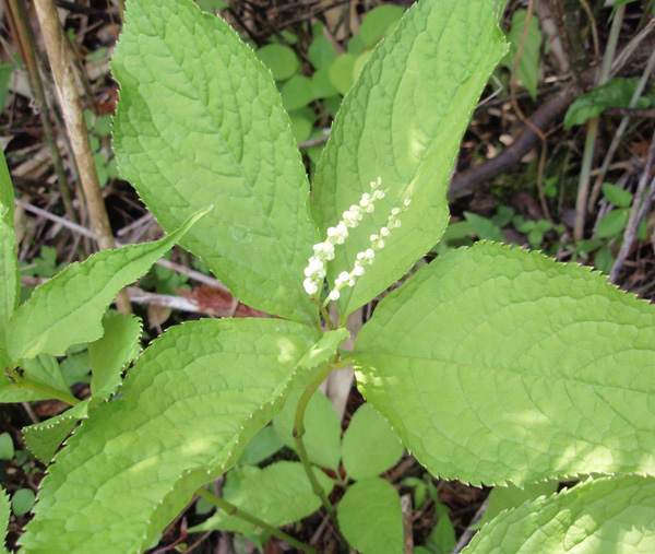 不老山のフタリシズカ