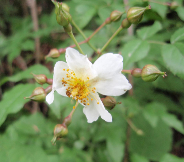 不老山のノイバラ