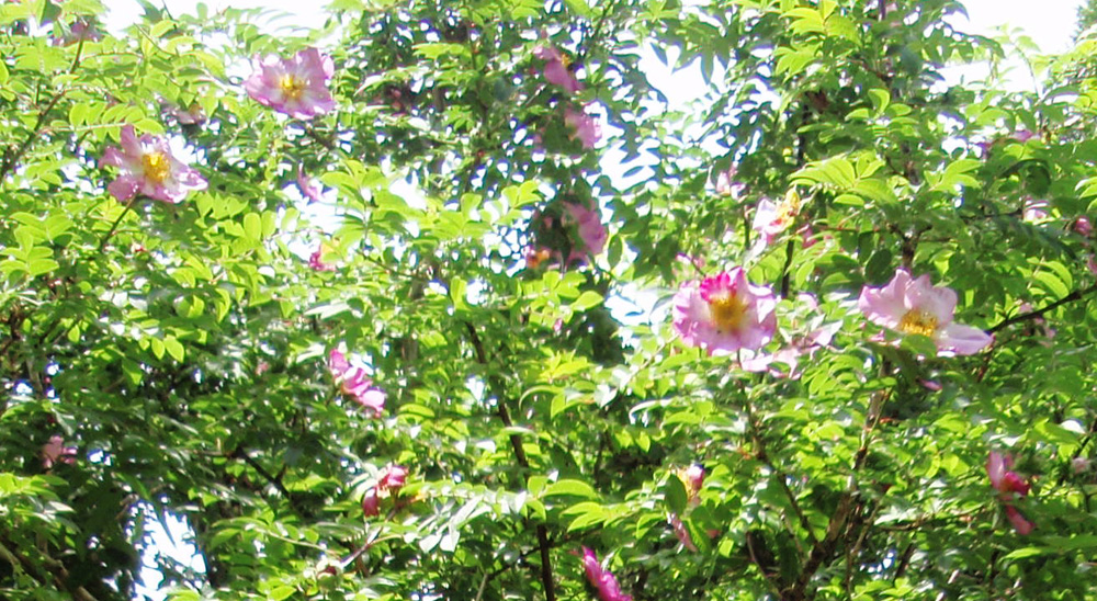 サンショウバラ