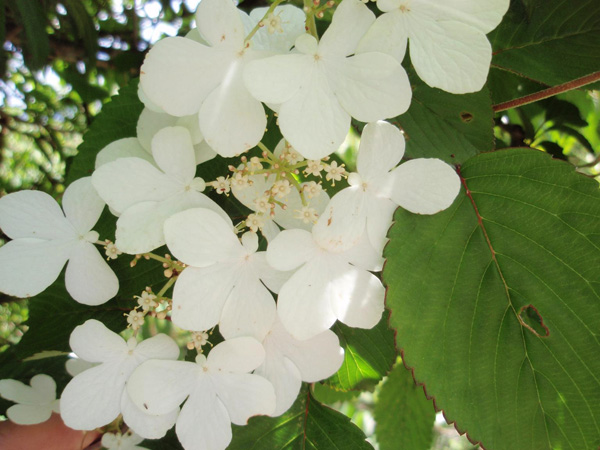 不老山のヤマテマリ