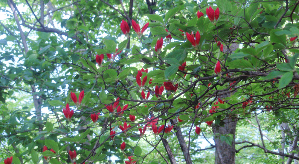 不老山のヤマツツジ