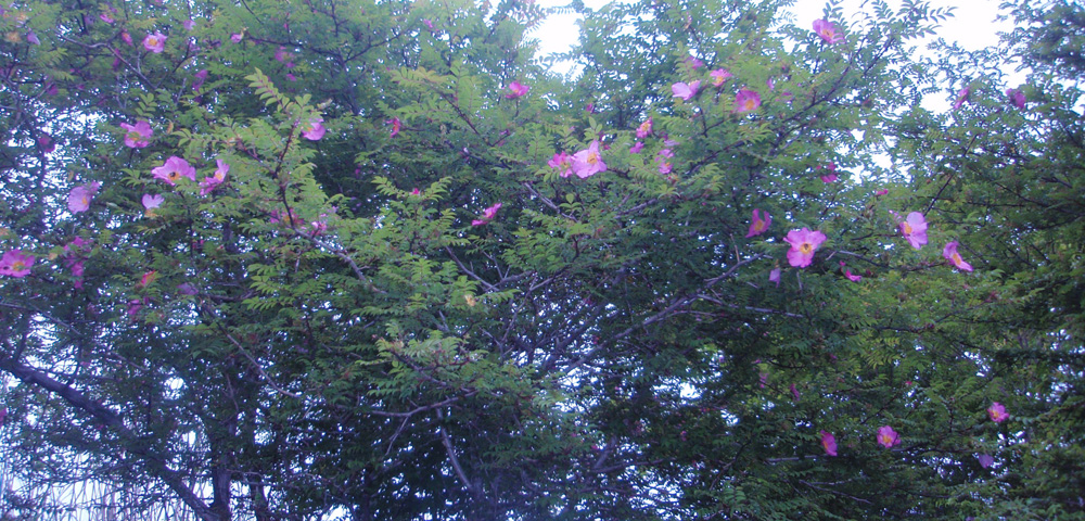 サンショウバラ