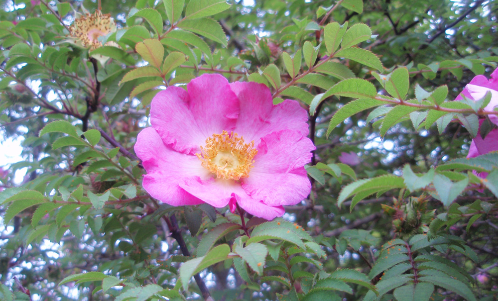 サンショウバラ