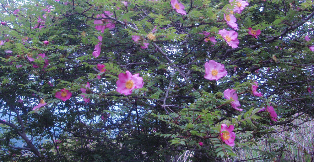 サンショウバラ