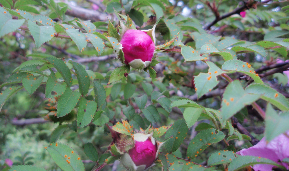 サンショウバラの蕾