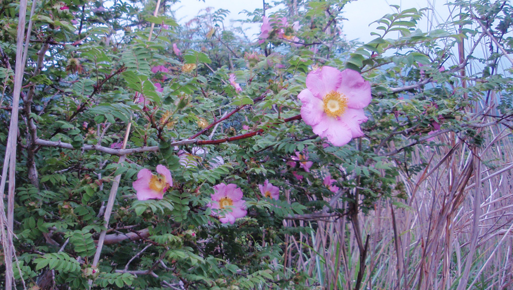 サンショウバラ