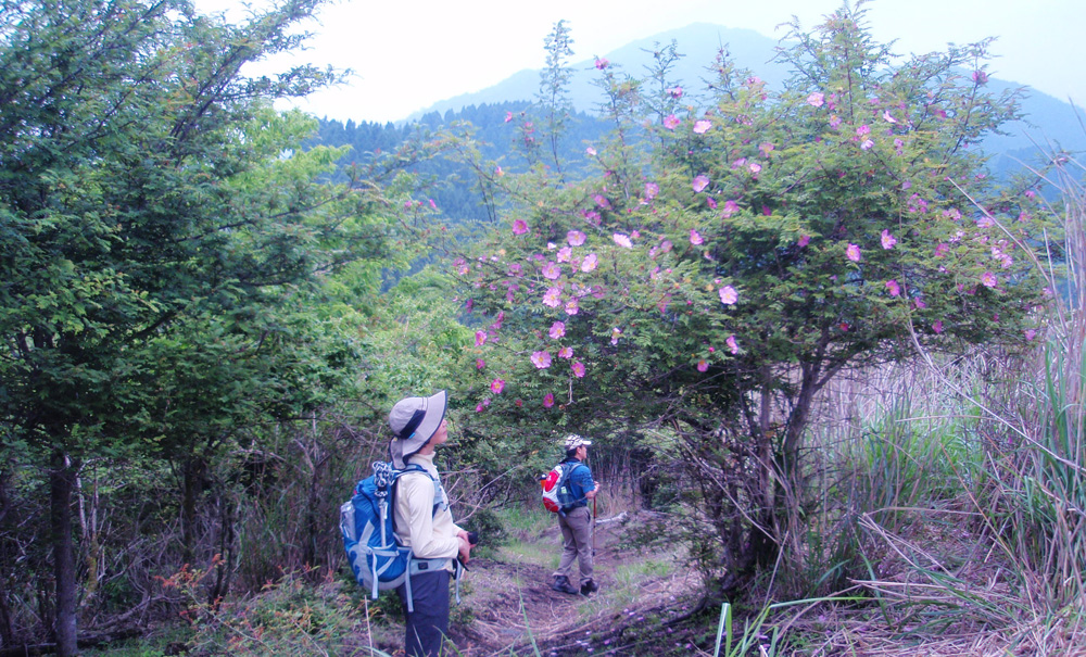 サンショウバラ