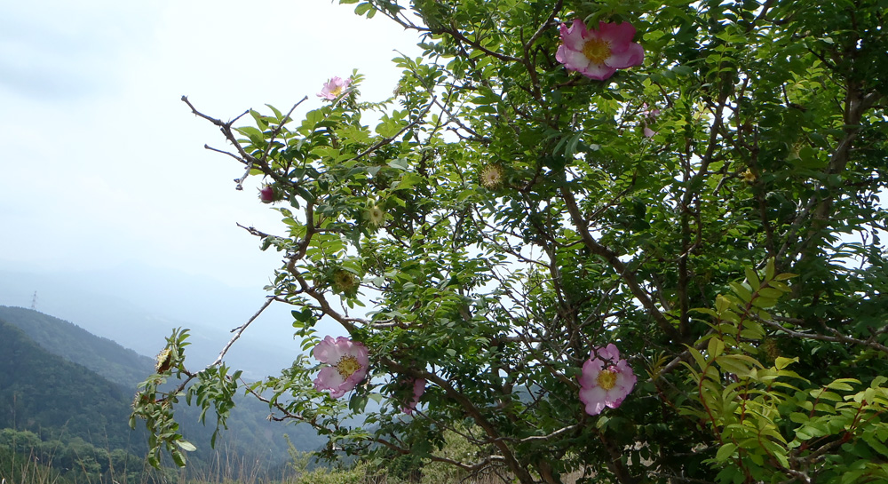 サンショウバラ