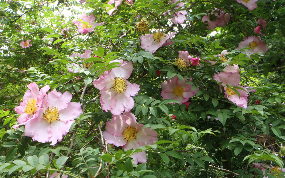 サンショウバラ