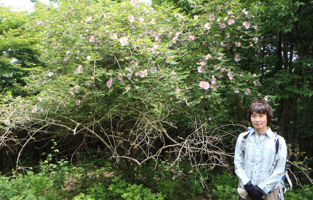 サンショウバラ、記念撮影