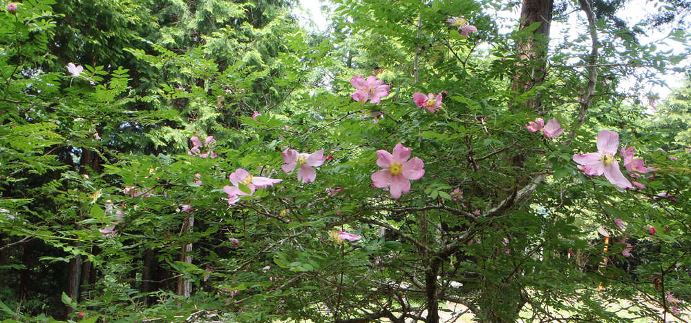 サンショウバラ