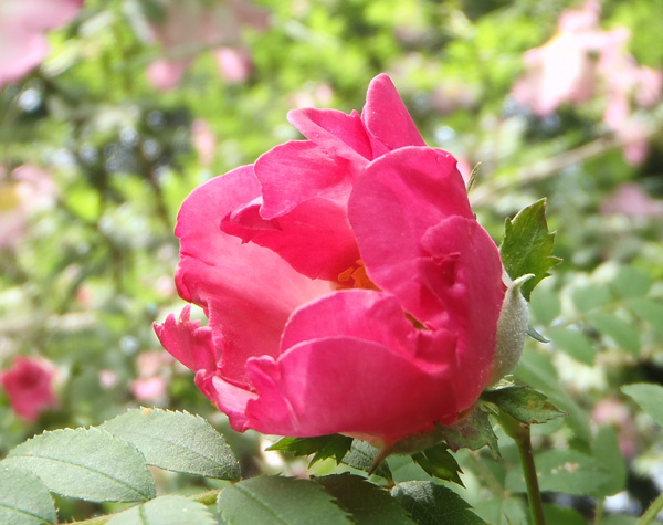 サンショウバラ