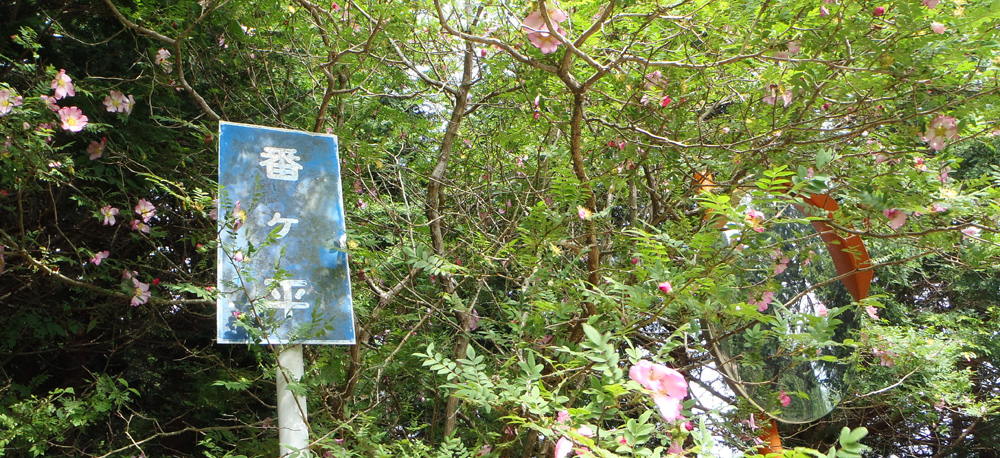 番ヶ平のサンショウバラ