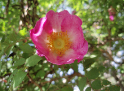 �s�V�R�̃T���V���E�o��