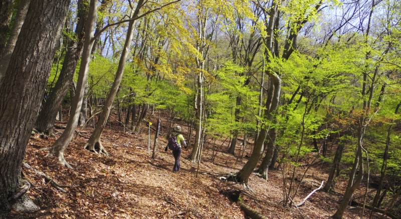 �V�΂��������o�R��