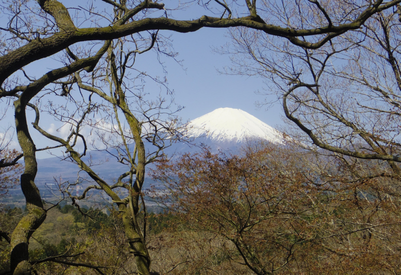 �}�̊Ԃ���x�m�R