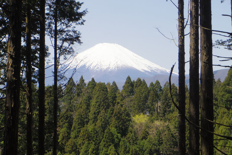 ���؂̊Ԃ���x�m�R