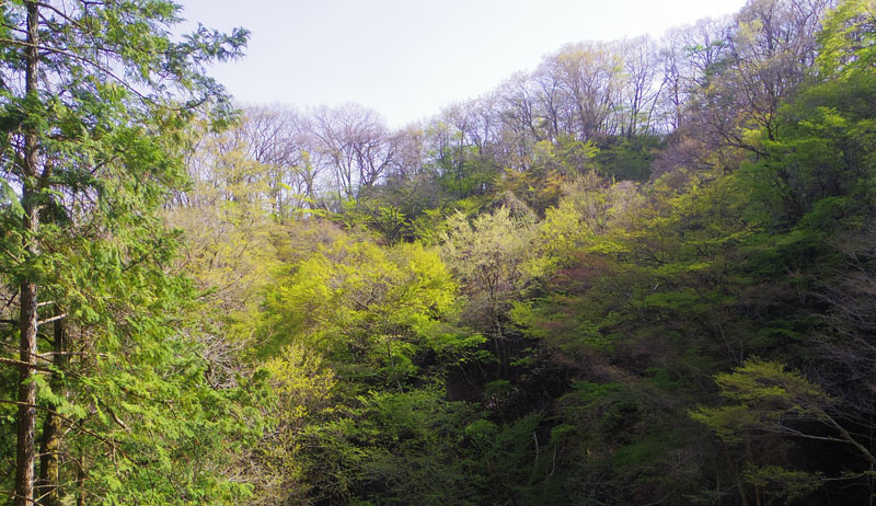 �s�V�R�̐V��