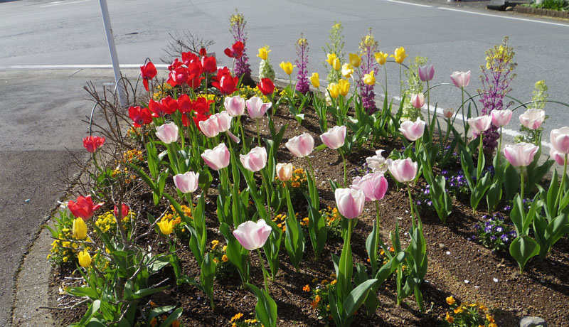 �x�m�������̃`���E���b�v