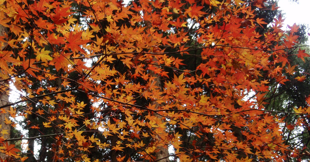 ���R�N���X�}�X�C�u�̍g�t