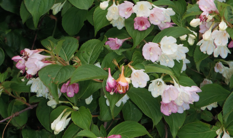 �j�V�L�E�c�M