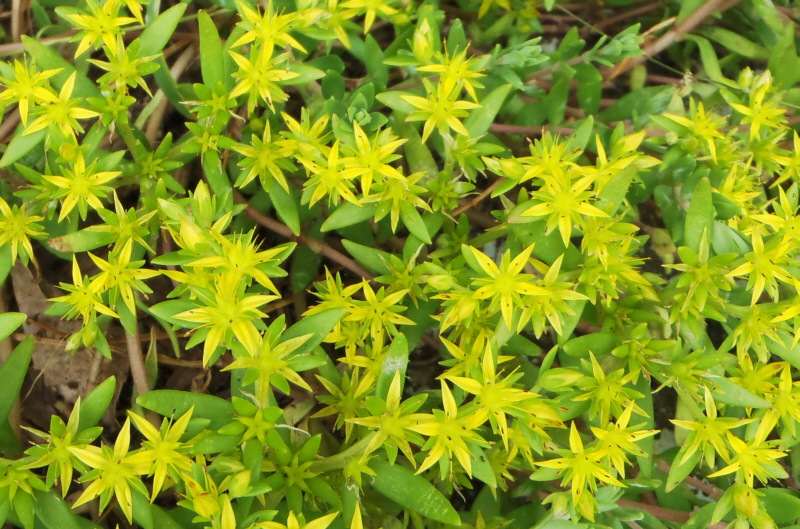 ���R�̃q�������Q