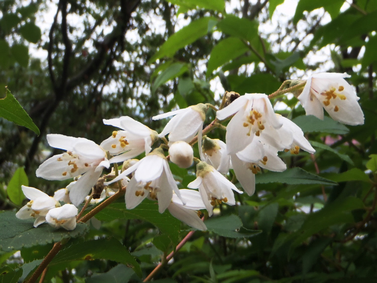 ���R�̃E�c�M