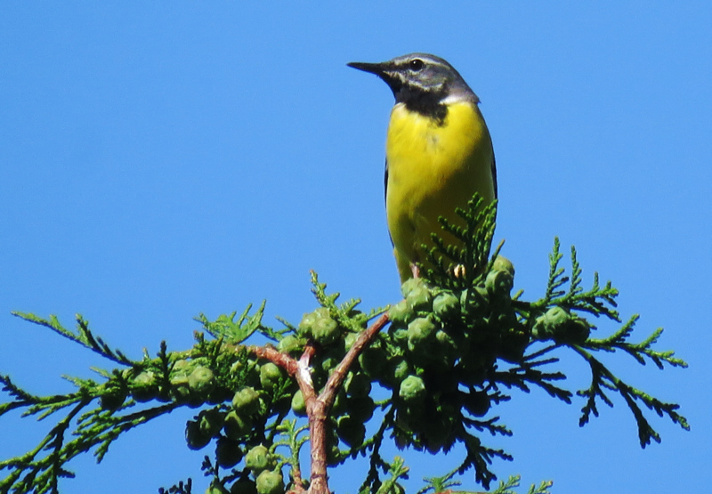 ���R�̃L�Z�L���C