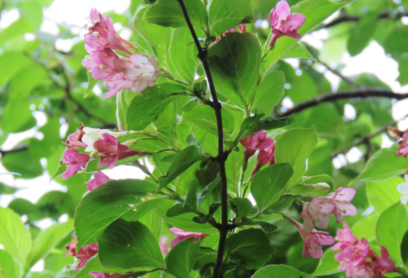 ���R�̃j�V�L�E�c�M