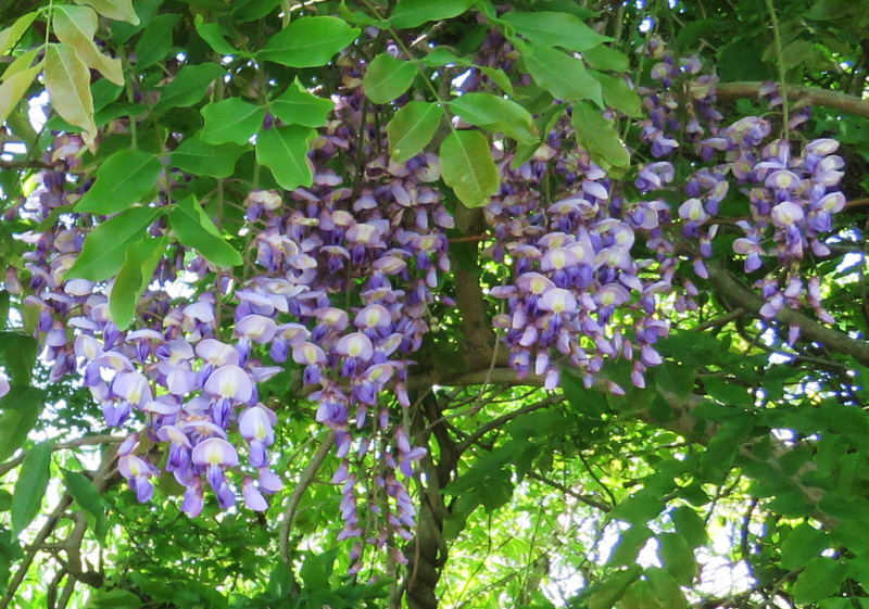 ���R�̃��}�t�W