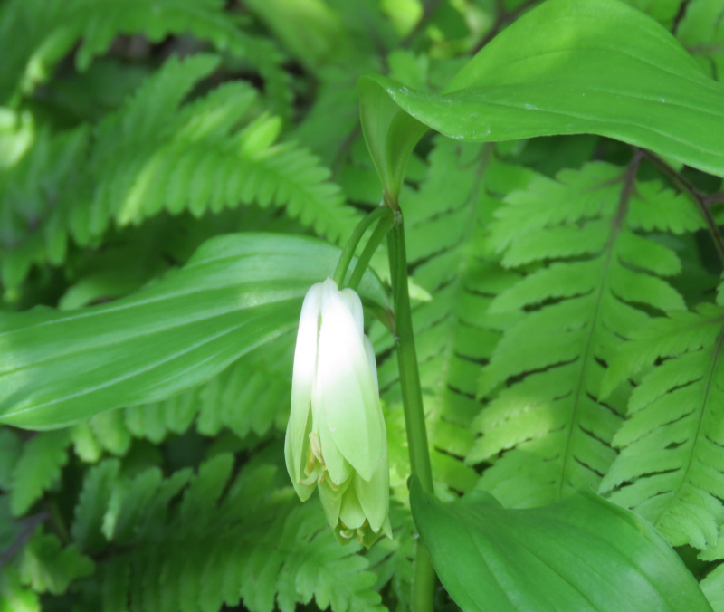 ホウチャクソウ