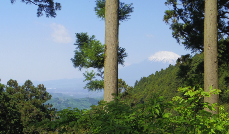 樹木の間からから富士山