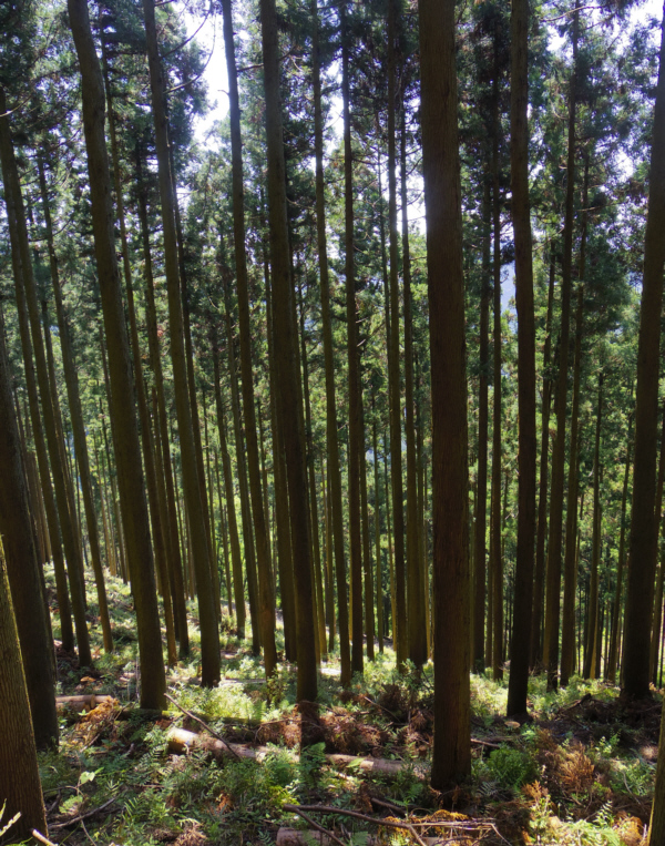 まっすぐに伸びた杉の林