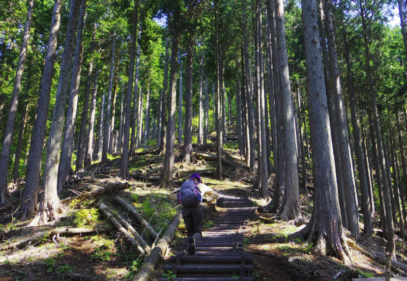 杉林の階段を登ります