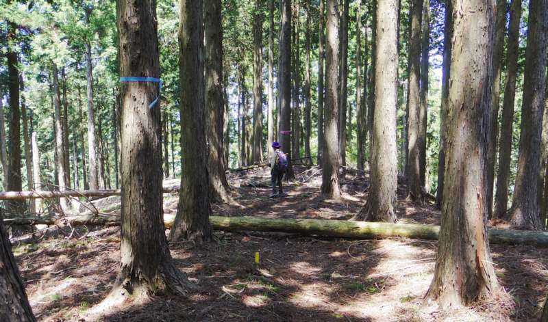 尾根道を進みます