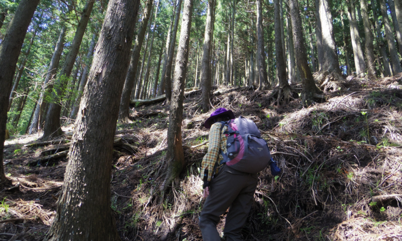 山道を進みます