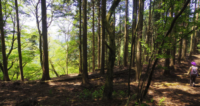 山道を進みます