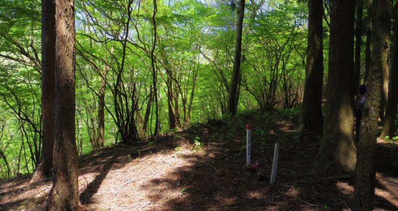 山道を進みます