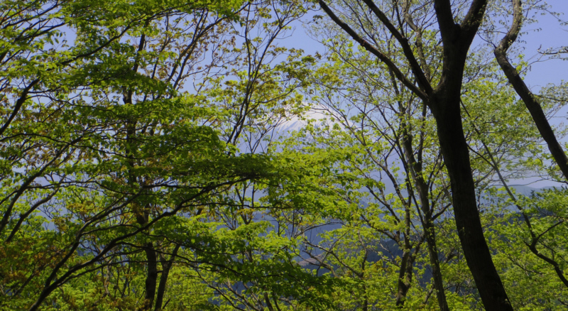 樹木の奥に富士山がいます